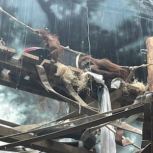 Bornean Orangutan with Baby (3/12/23)