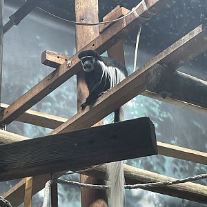 Eastern Black-and-White Colobus (3/12/23)