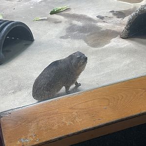 Rock Hyrax (3/12/23)