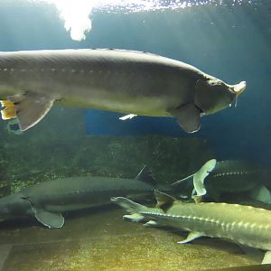 Sturgeons