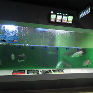 Arapaima tank