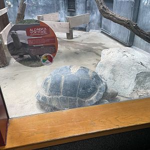 Aldabra Tortoise (3/12/23)