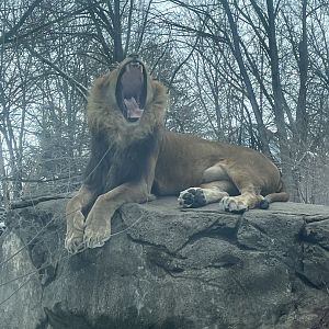 African Lion (3/12/23)