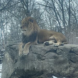 African Lion (3/12/23)