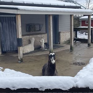 Alpacas (3/12/23)