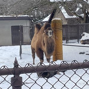 Bactrian Camel (3/12/23)