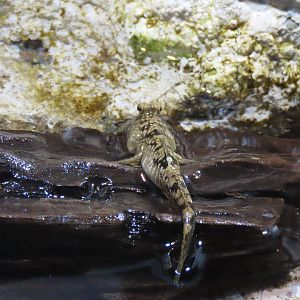 Mudskipper