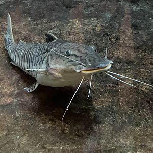 Goofy Fish (3/12/23)