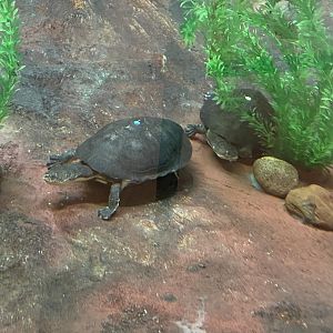 Toad-Headed Turtles (3/12/23)