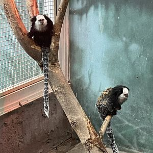 Geoffroy’s Marmosets (3/12/23)