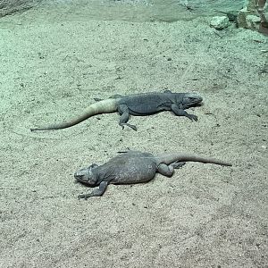 Chuckwallas (3/12/23)