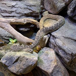 Western Diamondback Rattlesnake (3/12/23)