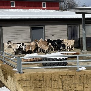 Goat Herd (3/12/23)