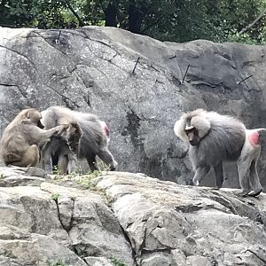 Hamadryas Baboon Troop