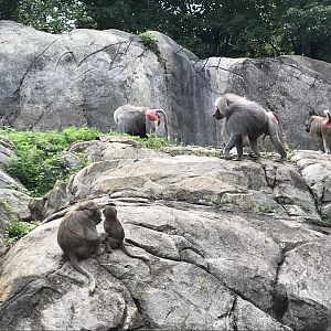 Hamadryas Baboons