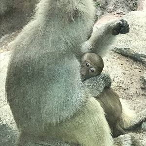 Hamadryas Baboon and Baby