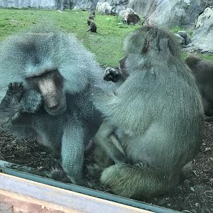Hamadryas Baboons grooming