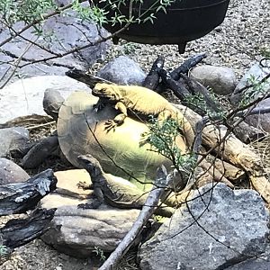 Chuckwalla on Desert Tortoise