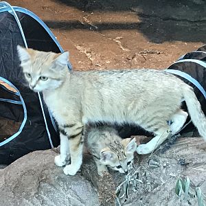 Sand Cat and Kitten