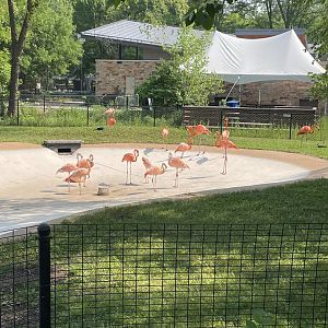 Flamingo Flock (6/4/23)