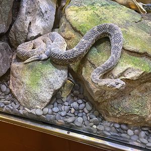 Western Diamondback Rattlesnake (6/4/23)