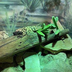 Gila Monster (6/4/23)