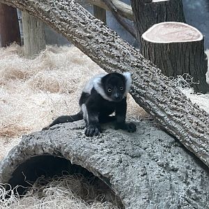 Baby Black-and-White Ruffed Lemur (6/4/23)