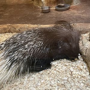 Indian Crested Porcupine (6/4/23)