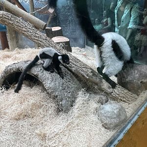 Black-and-White Ruffed Lemurs (6/4/23)