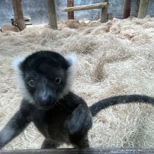 Black-and-White Ruffed Lemurs (6/4/23)