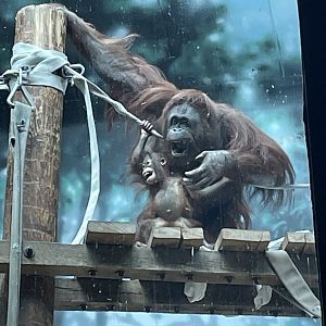 Bornean Orangutans (6/4/23)