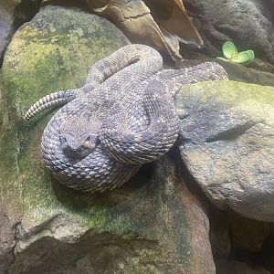 Western Diamondback Rattlesnake (6/11/23)
