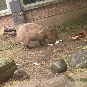 Capybara (6/11/23)