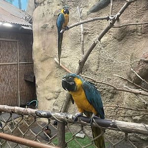 Blue-and-Gold Macaws (6/11/23)