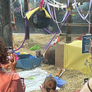 Orangutan Birthday (6/11/23)