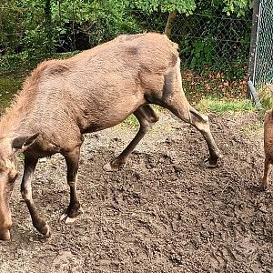 Female European Moose and one of the Twins