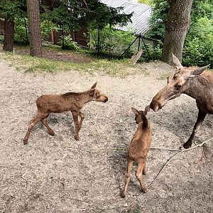 European Moose Twins and their Mother
