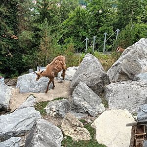 Chamois Enclosure