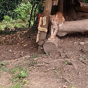 Lynxes