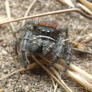 Red-backed jumping spider