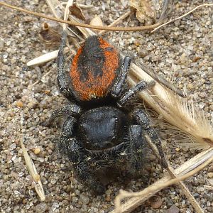 Red-backed jumping spider