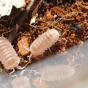 Cubaris murina "papaya"