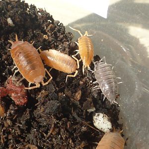 Powder orange isopods