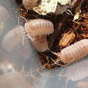 Cubaris murina "papaya"