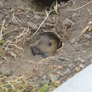 Botta's pocket gopher
