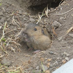 Botta's pocket gopher