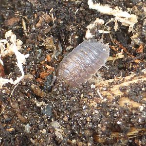 Giant canyon isopod