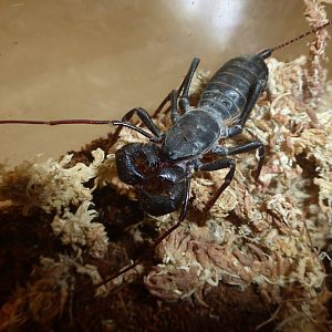 Giant arizona vinegaroon