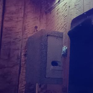 Common Pipistrelle Enclosure