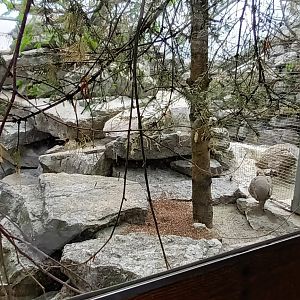 White winged Snowfinch and Alpine Partridge Aviary